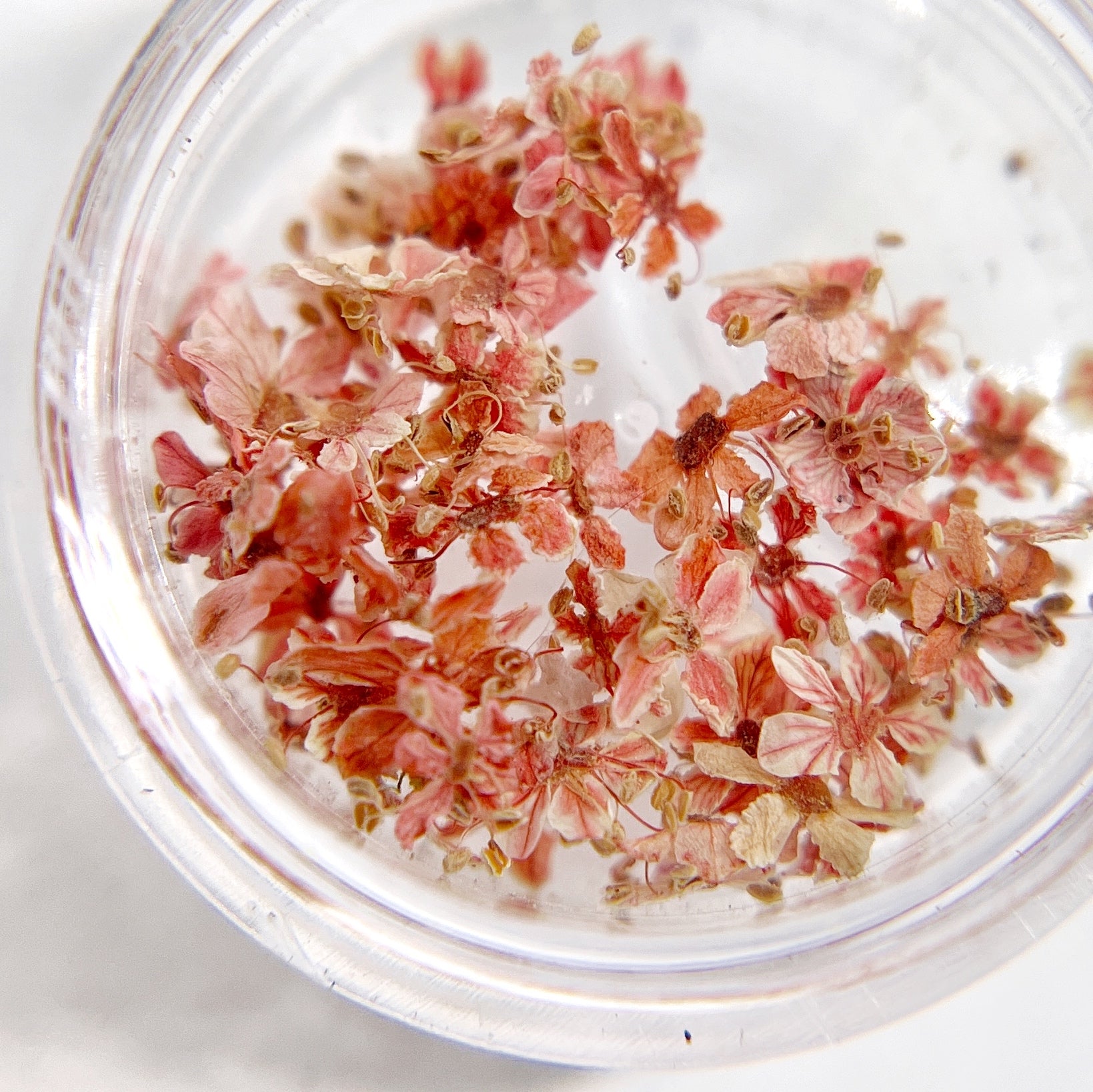 Petite Bloom in Cerise - Multi-Tonal Red-Orange Pressed Flower Mix in Jar, Presented on White Background.