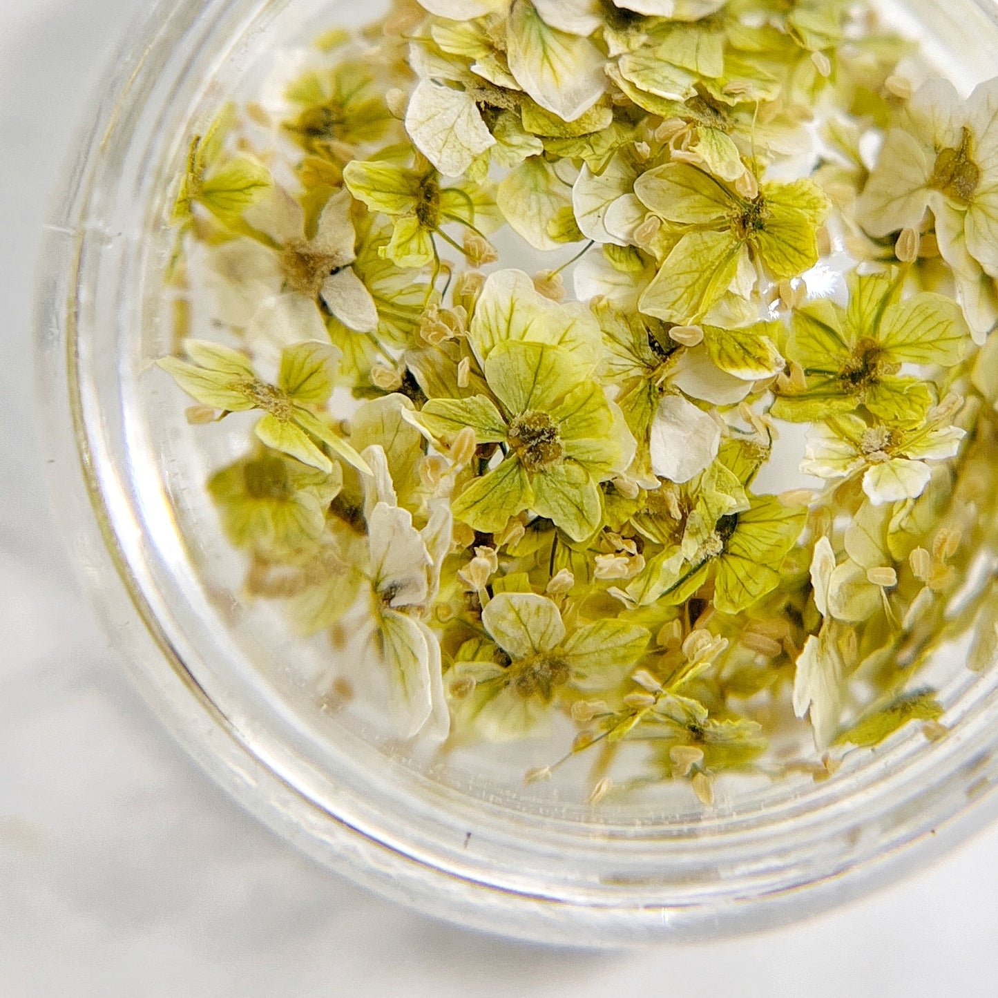 Petite Bloom in Chartreuse - Multi-Tonal Pale Green  Pressed Flower Mix in Jar, Presented on White Background.
