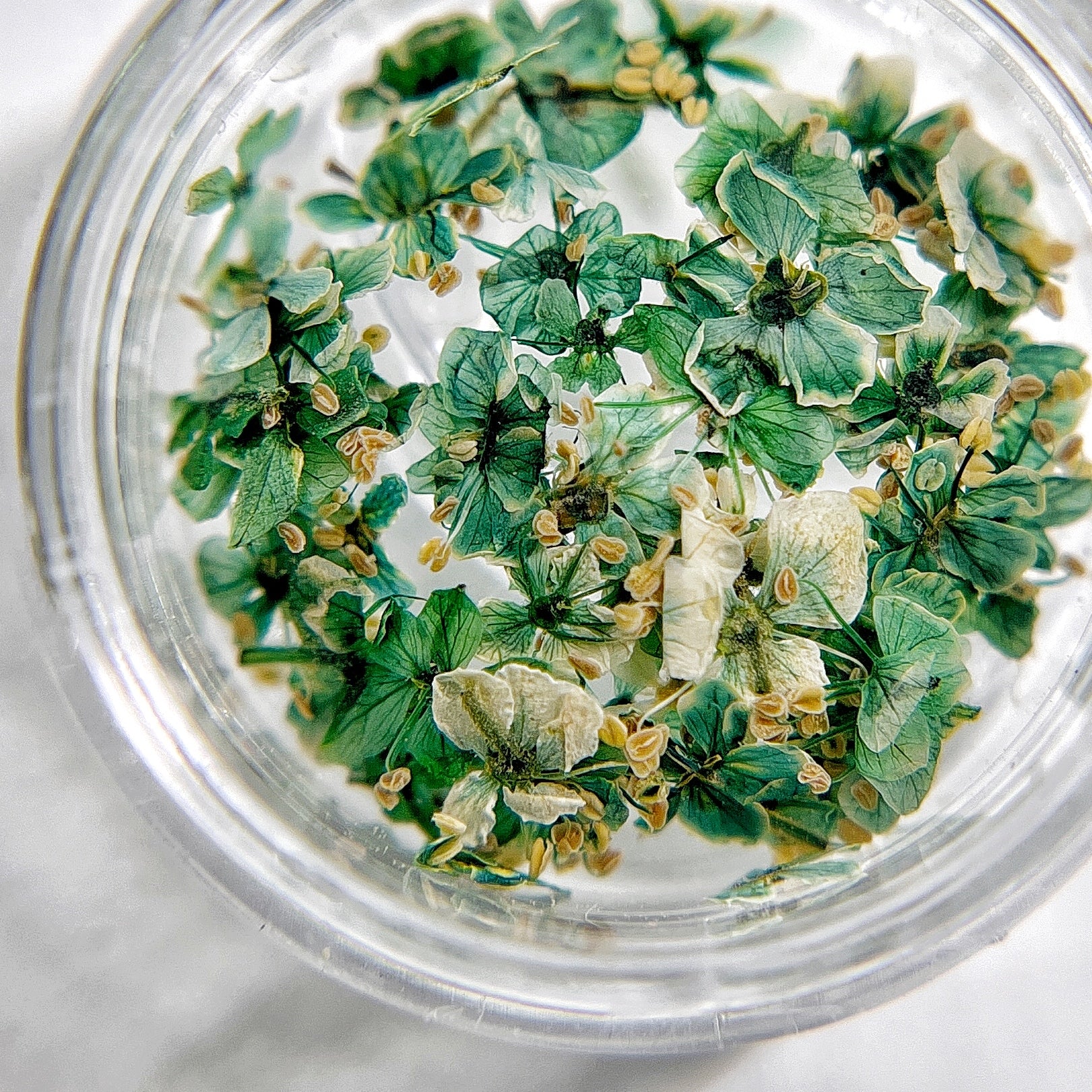 Petite Bloom in Pine - Multi-Tonal PDeep Green Pressed Flower Mix in Jar, Presented on White Background.