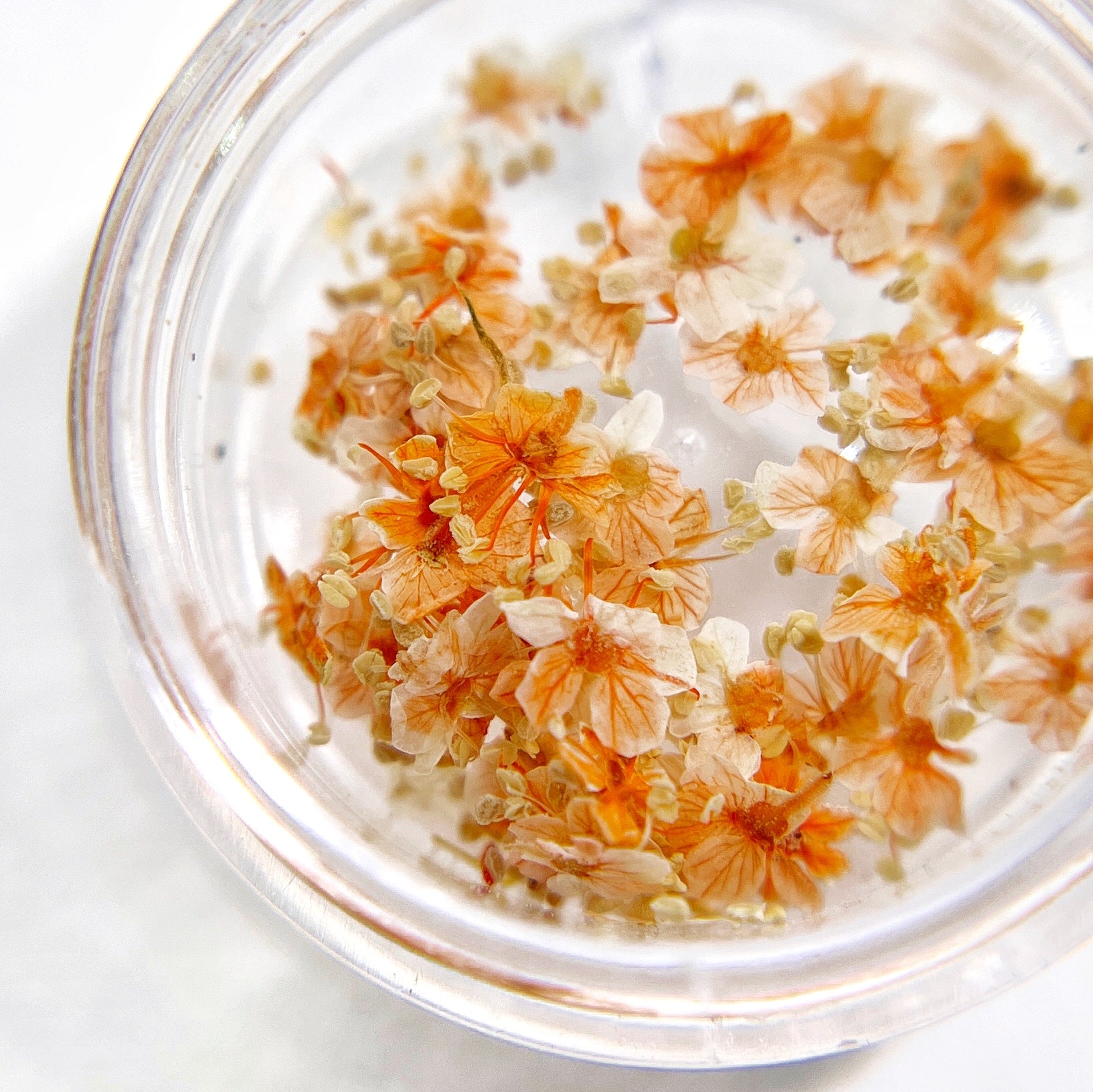 Petite Bloom in Apricot - Multi-Tonal Orange Pressed Flower Mix in Jar, Presented on White Background.