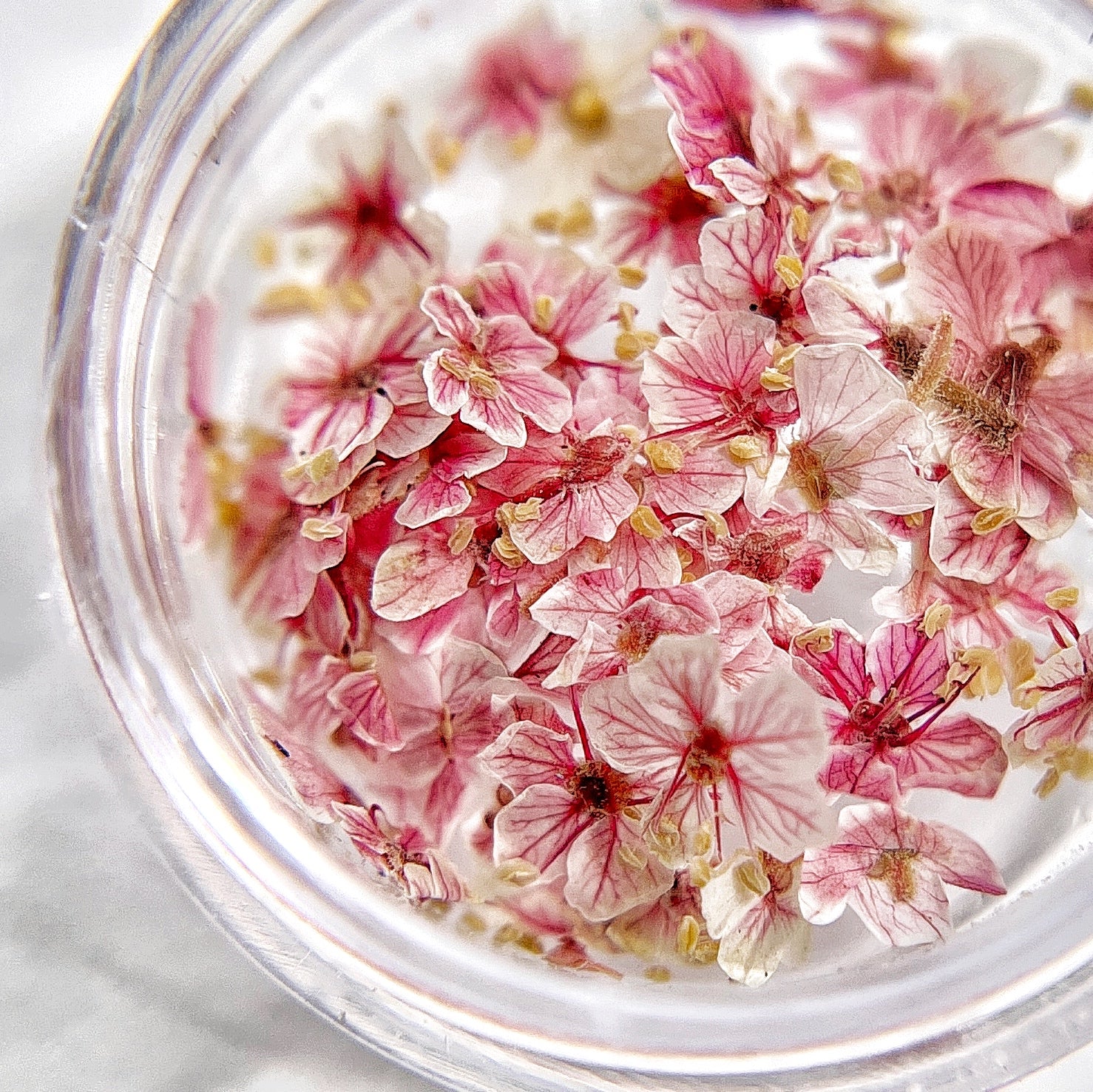 Petite Bloom in Raspberry - Multi-Tonal Deep Pink Pressed Flower Mix in Jar, Presented on White Background.