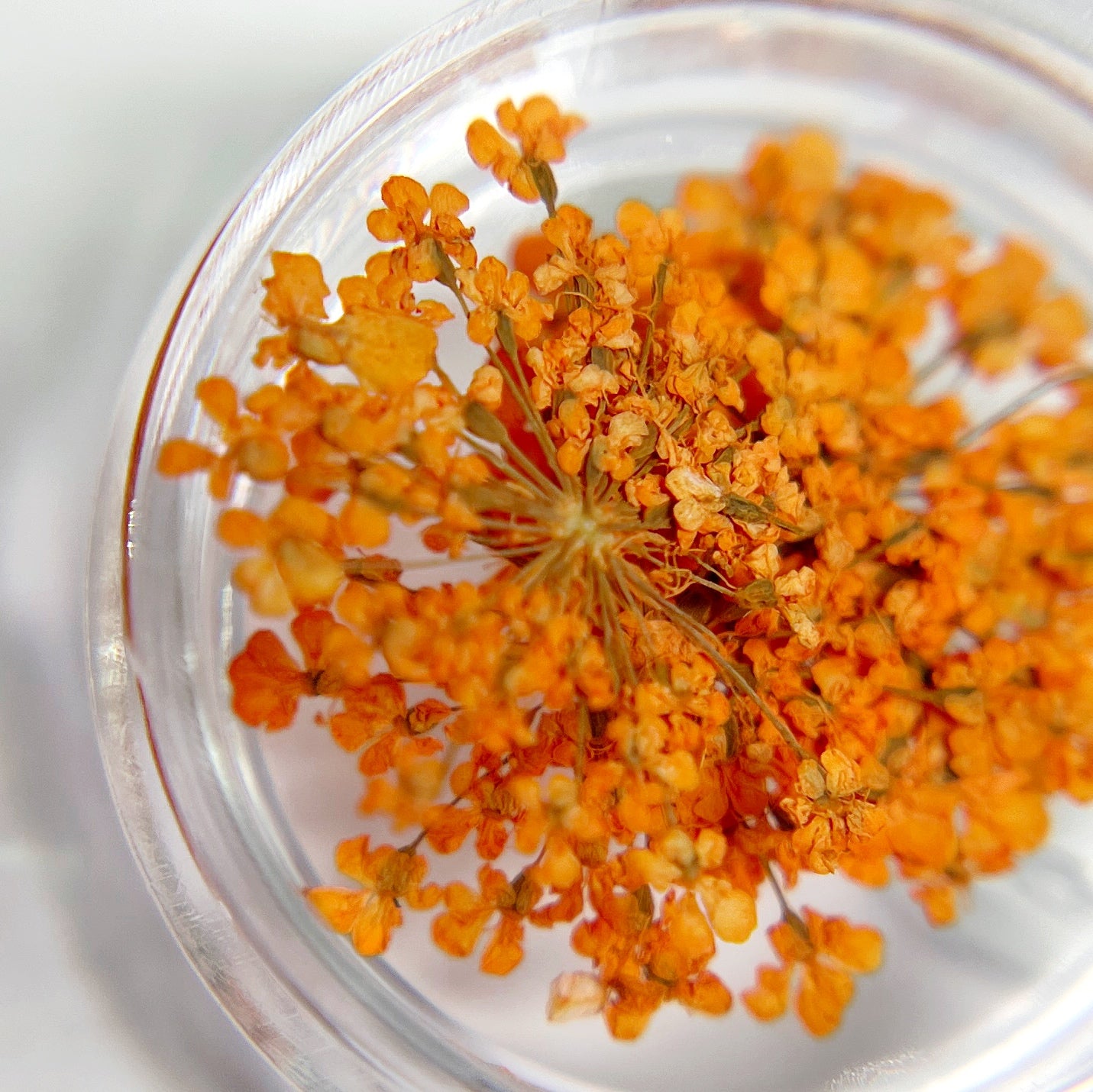 Detail view of pressed flower clusters in clear jar on white background. 