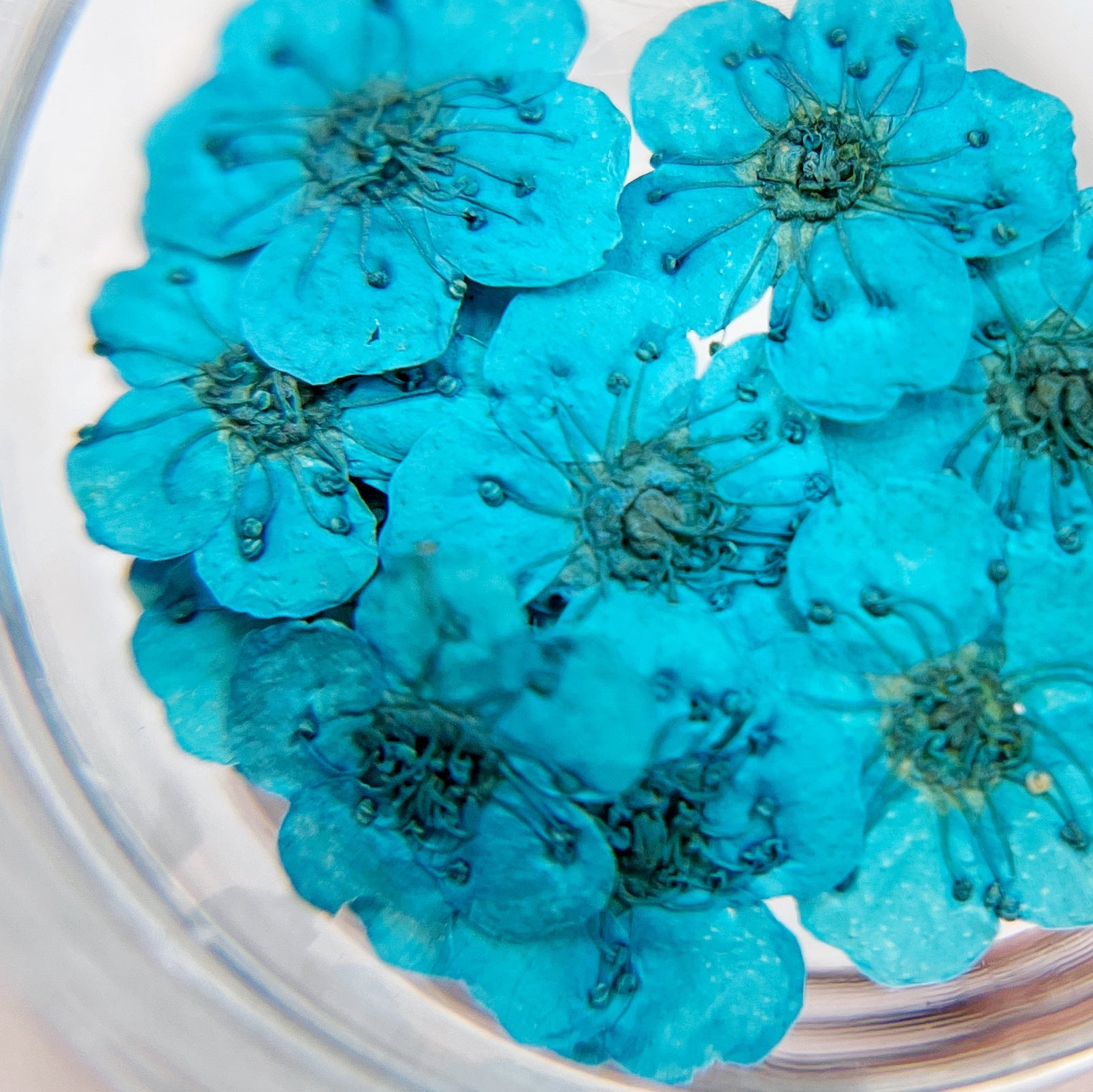 Pressed flower blossom in clear jar on white background. 