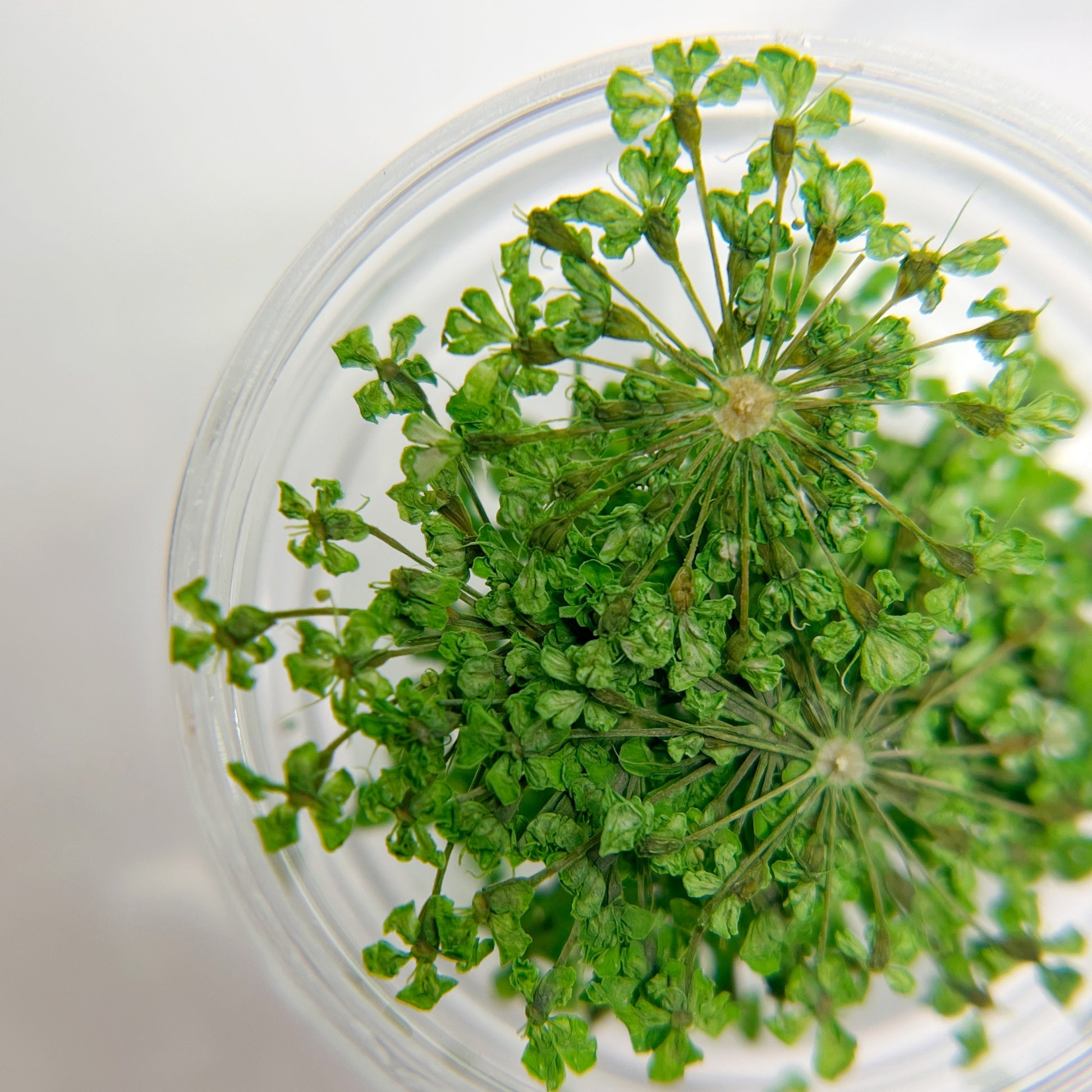 Detail view of pressed flower clusters in clear jar on white background. 