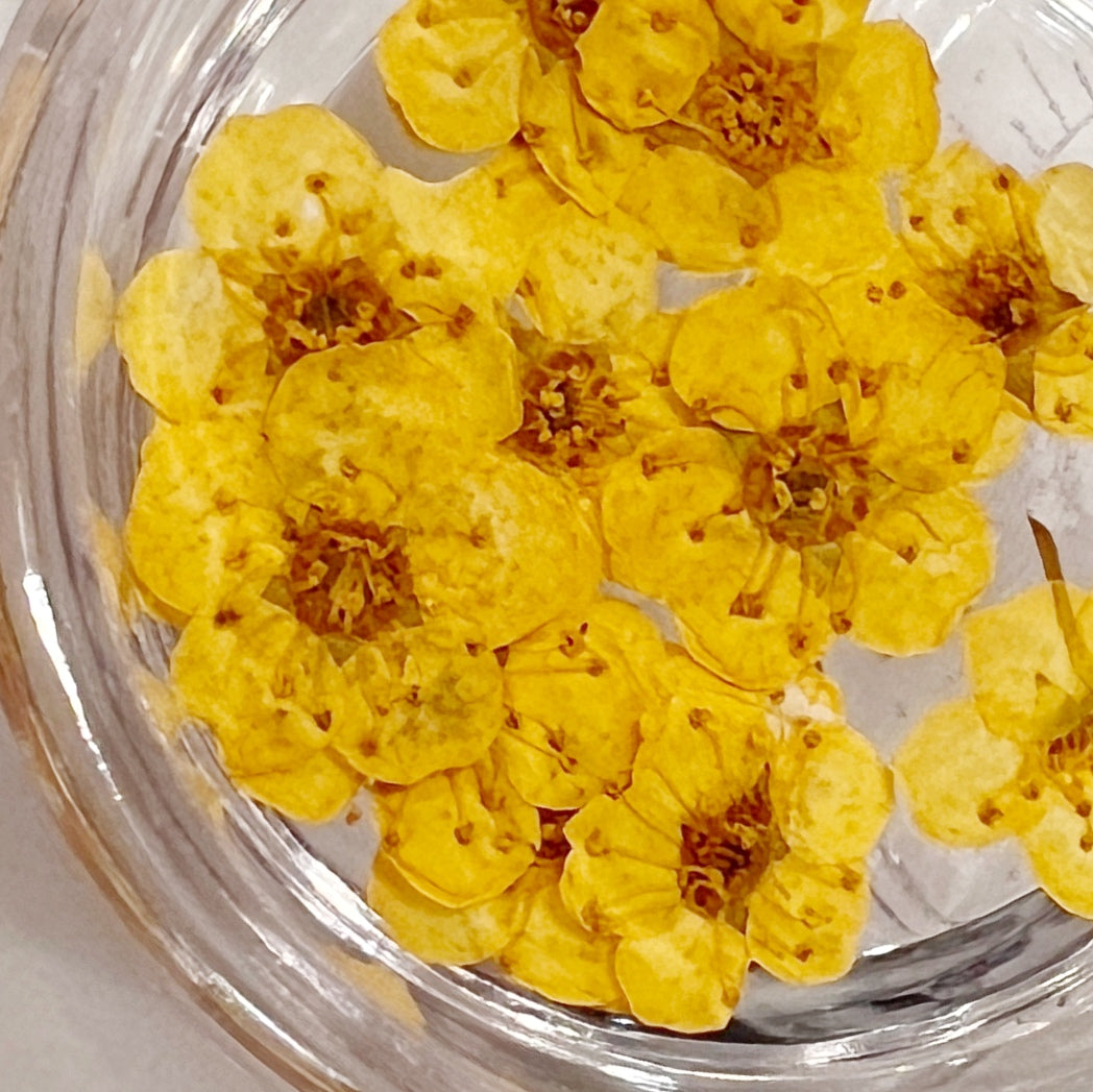 Pressed flower blossom in clear jar on white background. 