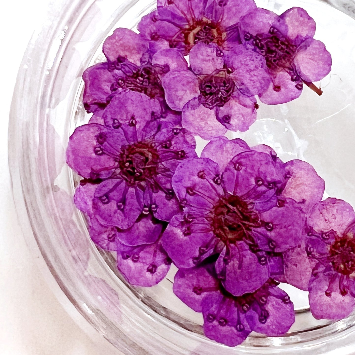 Pressed flower blossom in clear jar on white background. 