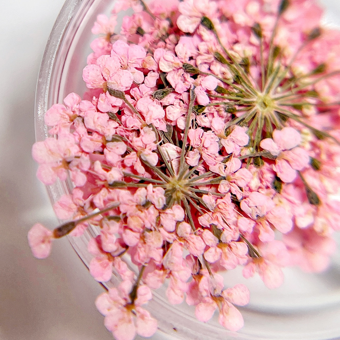 Detail view of pressed flower clusters in clear jar on white background. 
