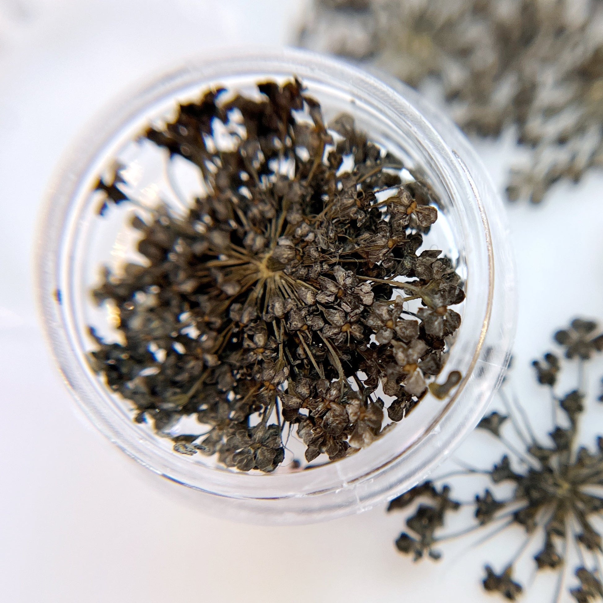 Detail view of pressed flower clusters in clear jar on white background. with scattered clusters. 