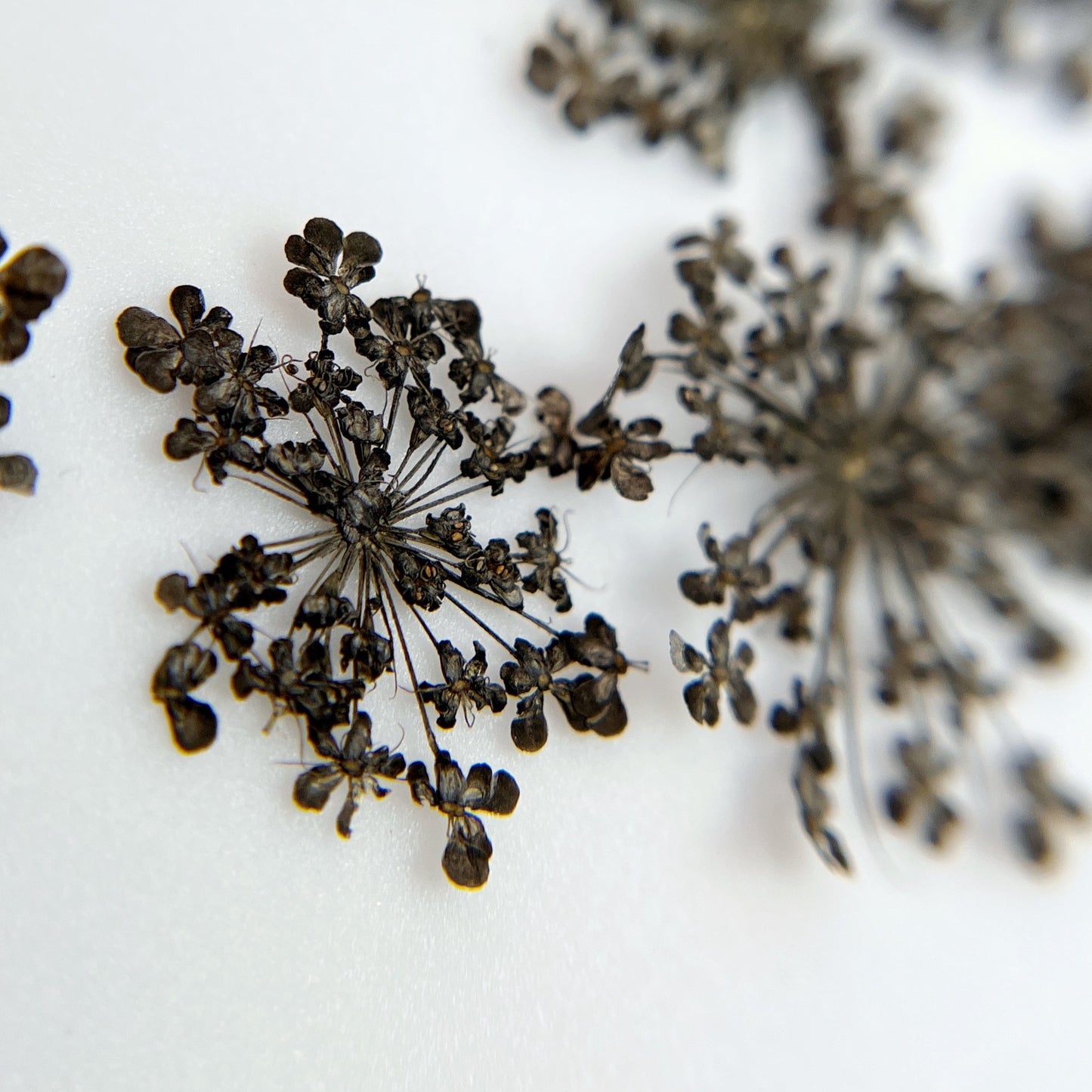 Pressed flower clusters scattered on white background. 