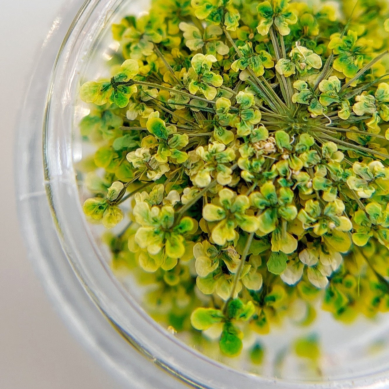 Detail view of pressed flower clusters in clear jar on white background. 