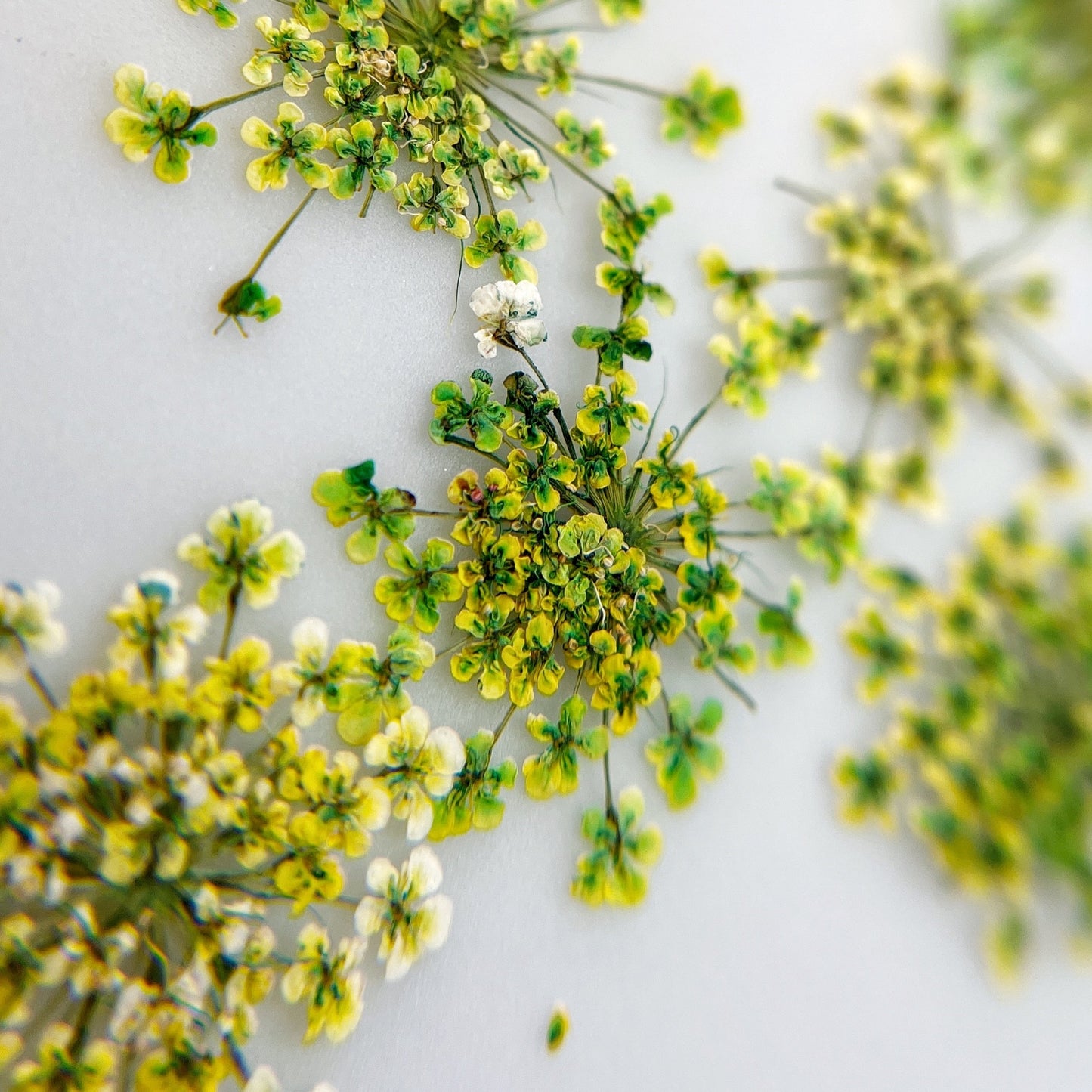 Pressed flower clusters scattered on white background. 