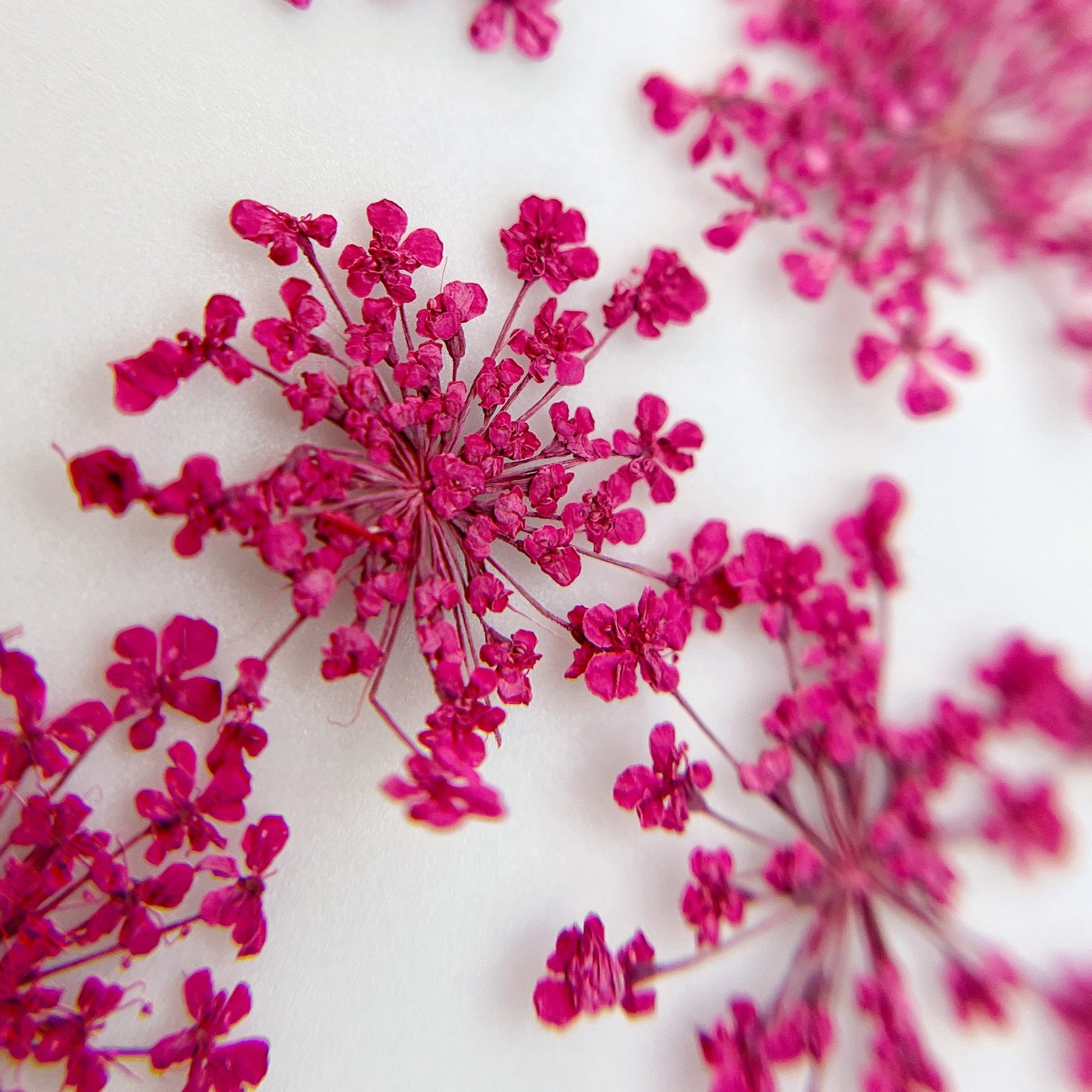 Pressed flower clusters scattered on white background. 