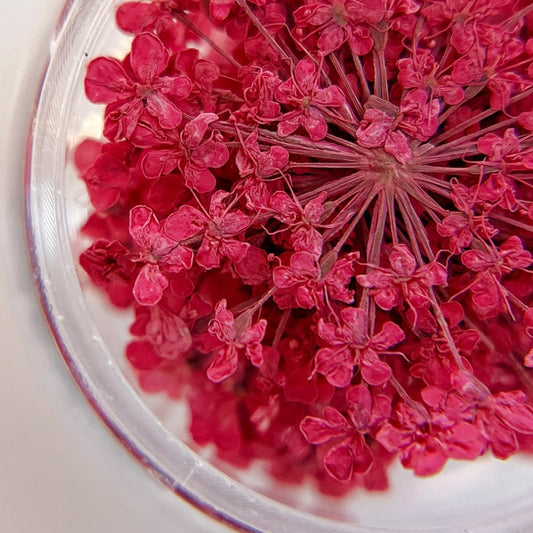 Detail view of pressed flower clusters in clear jar on white background. 