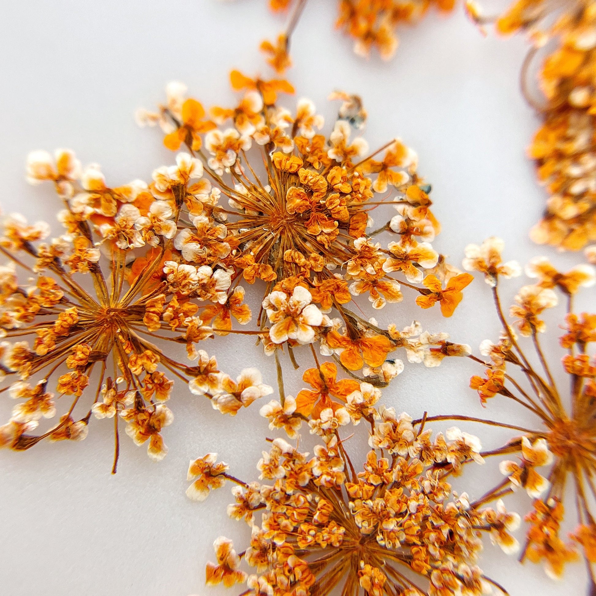 Pressed flower clusters scattered on white background. 