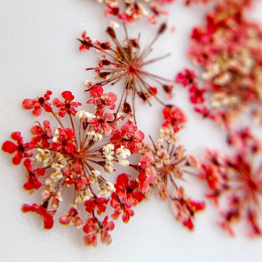 Pressed flower clusters scattered on white background. 