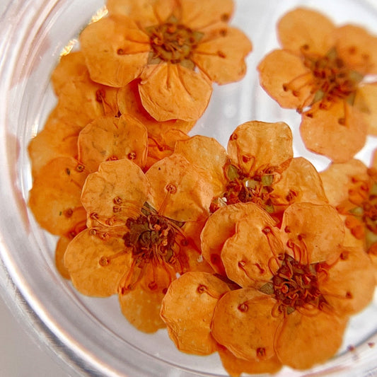 Pressed flower blossom in clear jar on white background. 