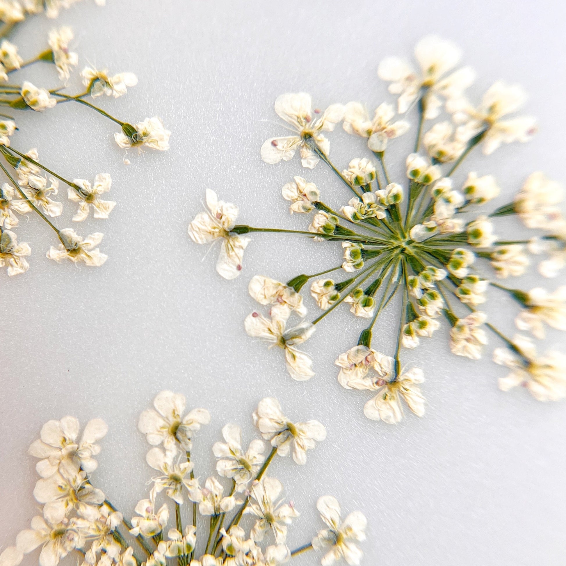 Pressed flower clusters scattered on white background. 
