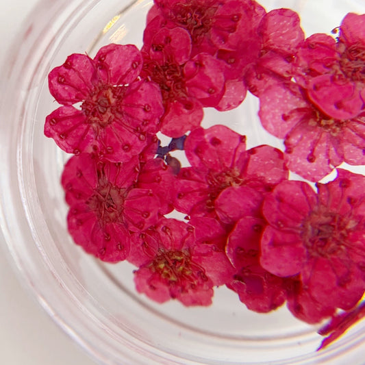 Pressed flower blossom in clear jar on white background. 