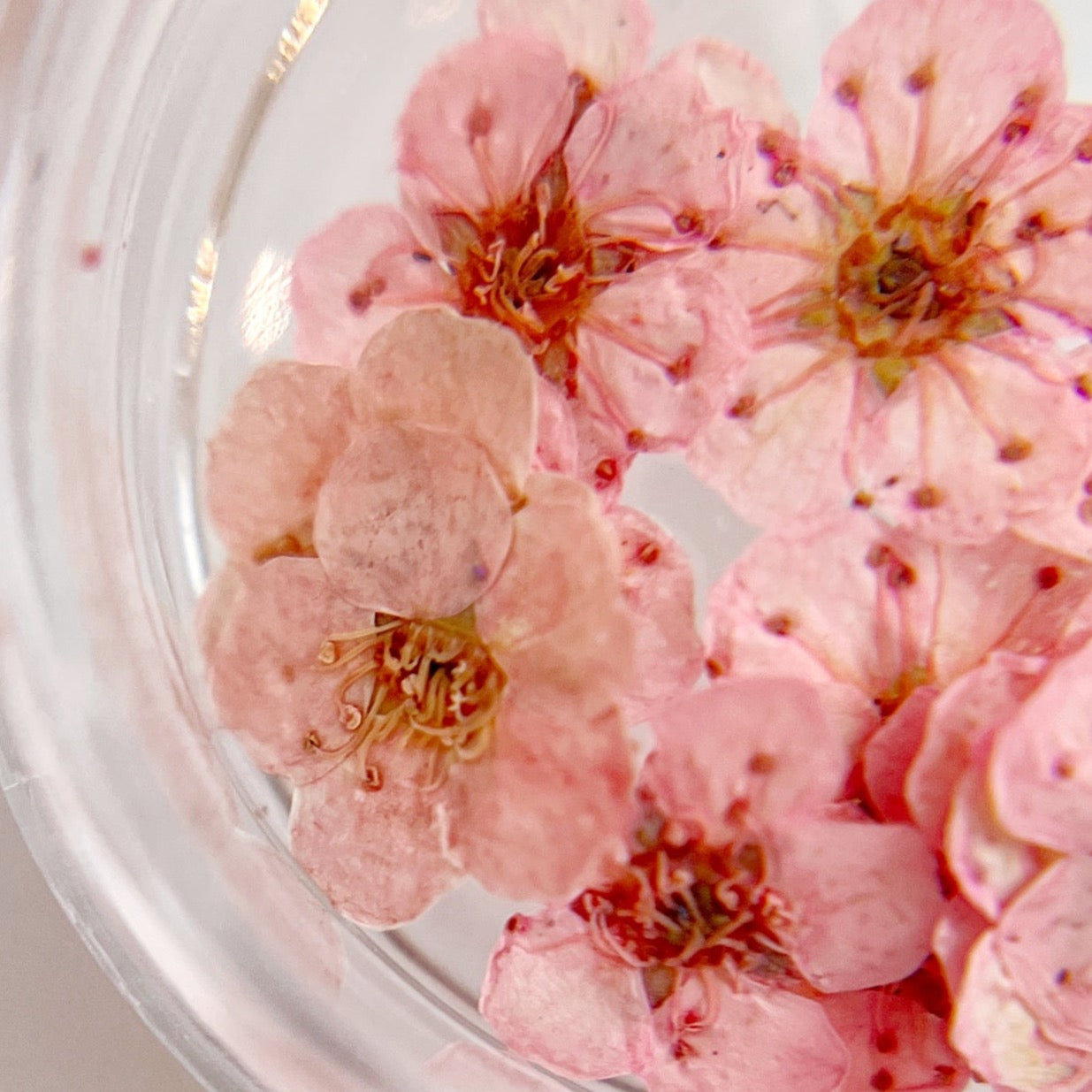 Pressed flower blossom in clear jar on white background. 