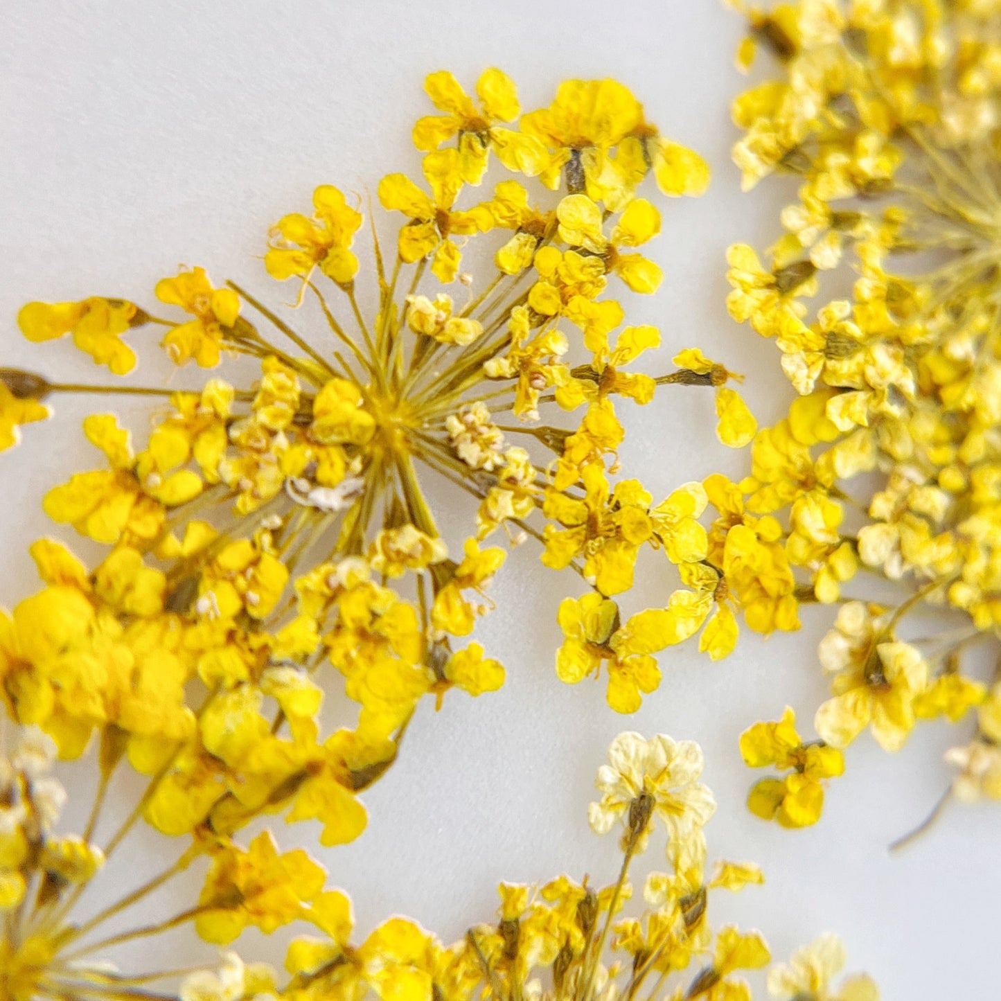 Pressed flower clusters scattered on white background. 